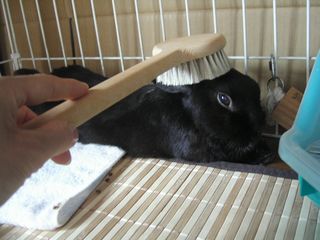 ブラシA.jpg
