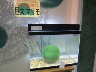 まりも3.jpg
